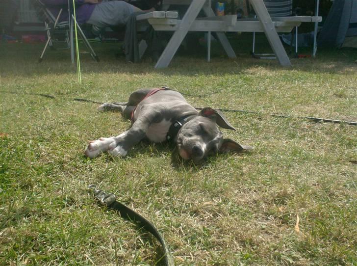 Amerikansk staffordshire terrier Lady Blue Shiva - sommeren 2009 billede 13