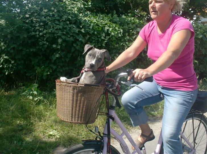 Amerikansk staffordshire terrier Lady Blue Shiva - med farmor på cykeltur :-) billede 14