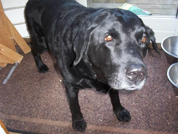 Labrador retriever Felix - Dejlige Felix. :) billede 1
