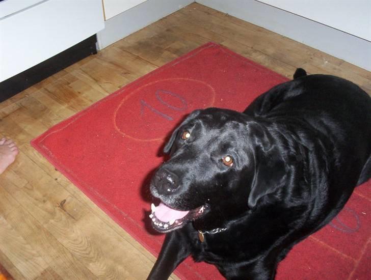 Labrador retriever Felix - Smukke dreng! :) billede 2