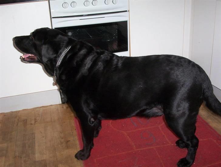 Labrador retriever Felix - Min sorte dreng. :) billede 3