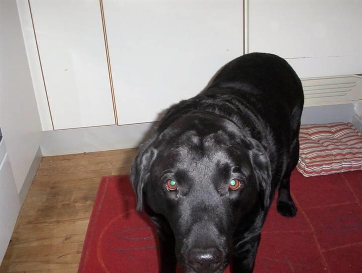 Labrador retriever Felix - hehe bamse far. :) billede 4