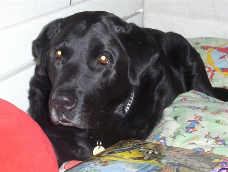 Labrador retriever Felix - opmærksom? :) billede 5