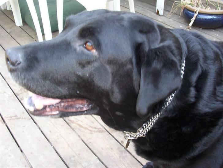 Labrador retriever Felix - pyha det er lidt varm. :) billede 6