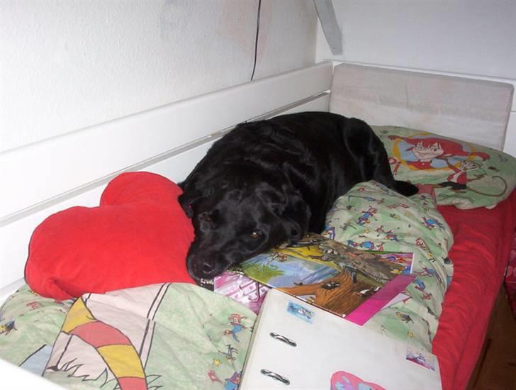 Labrador retriever Felix - Han er vist lidt træt? :) billede 7