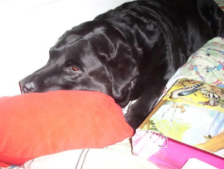 Labrador retriever Felix - Felix min bedste ven! :) billede 8
