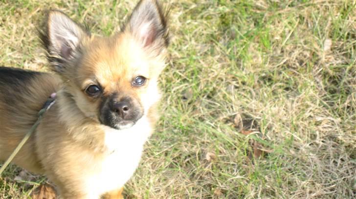 Chihuahua Høier's Nuggi - smukke smukke nuggi 16 uger gammel  billede 13