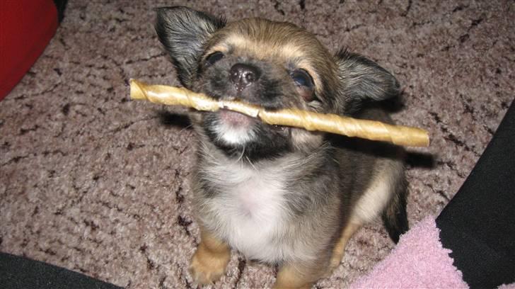 Chihuahua Høier's Nuggi - Grrrrr jeg er sej med mit lille kødben... Farlig tiger he he du er nu skøn Nuggi billede 14