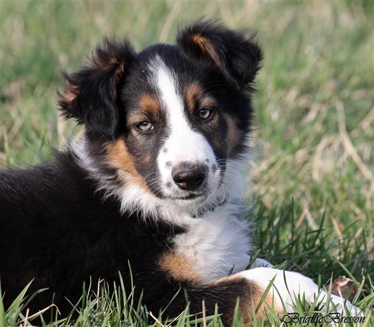 Border collie Jett R.I.P - 7 uger billede 45