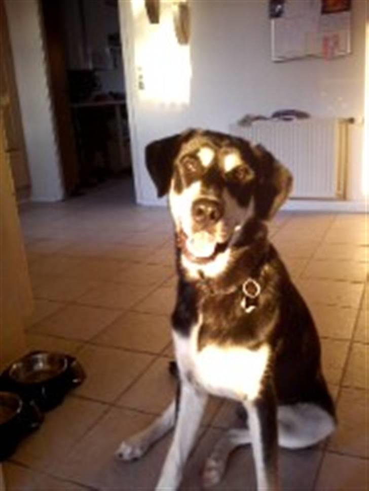 Blanding af racer Rocco - Er jeg ikke bare sød! Kommer der noget spiselig hvis jeg bliver ved?! billede 1