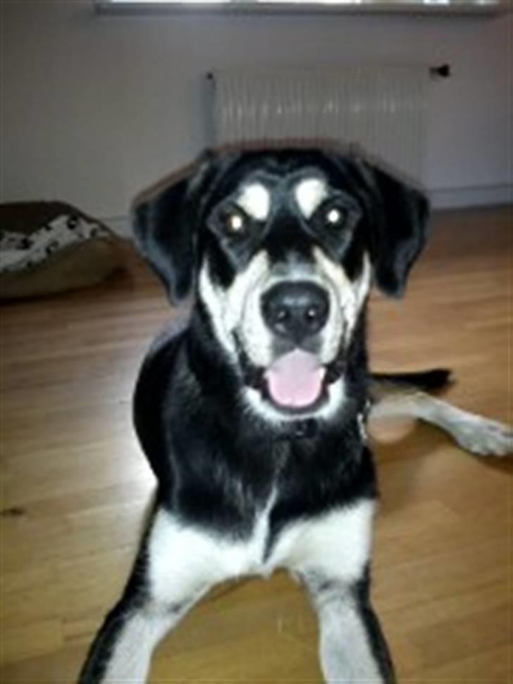 Blanding af racer Rocco billede 2