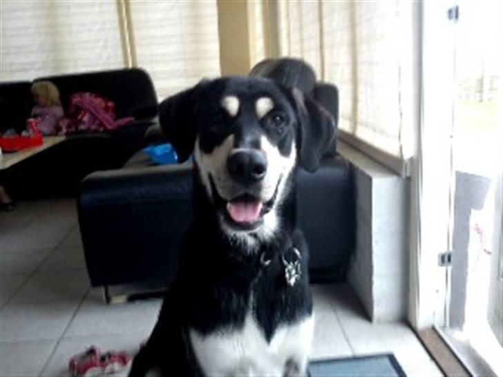 Blanding af racer Rocco - Hvad sker der?! billede 3