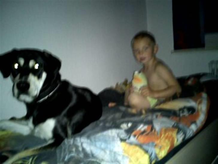 Blanding af racer Rocco - Hov, nu opdaget de mig her. Montro hvor længe jeg får blive?! billede 4