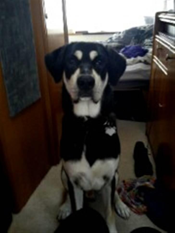 Blanding af racer Rocco - Jeg kan så vidt få plads i campingvognen. billede 5