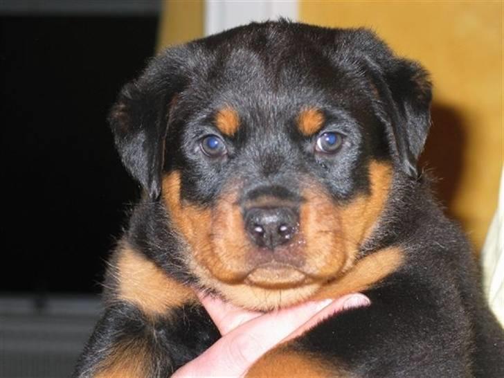 Rottweiler Fattiggårdens Luca - Fattiggårdens Luca da hun var 8 uger. billede 4