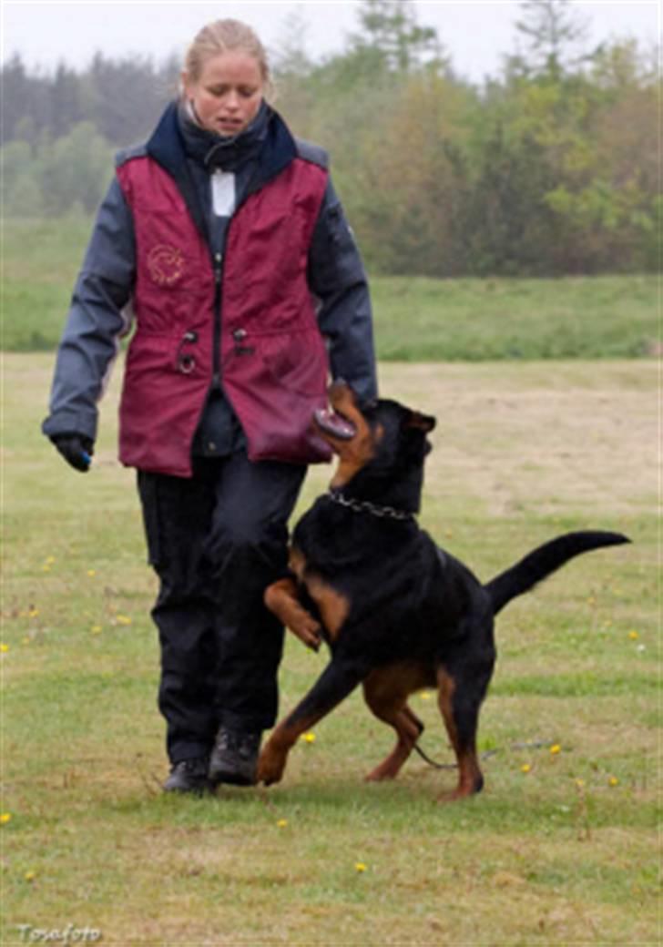 Rottweiler Fattiggårdens Luca - Luca går fri ved fod som en del af lydighedsprogrammet. billede 3