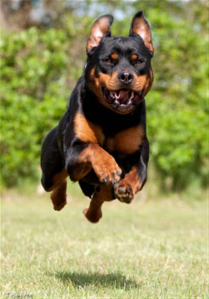 Rottweiler Fattiggårdens Luca - Atletisk og hurtig! billede 1
