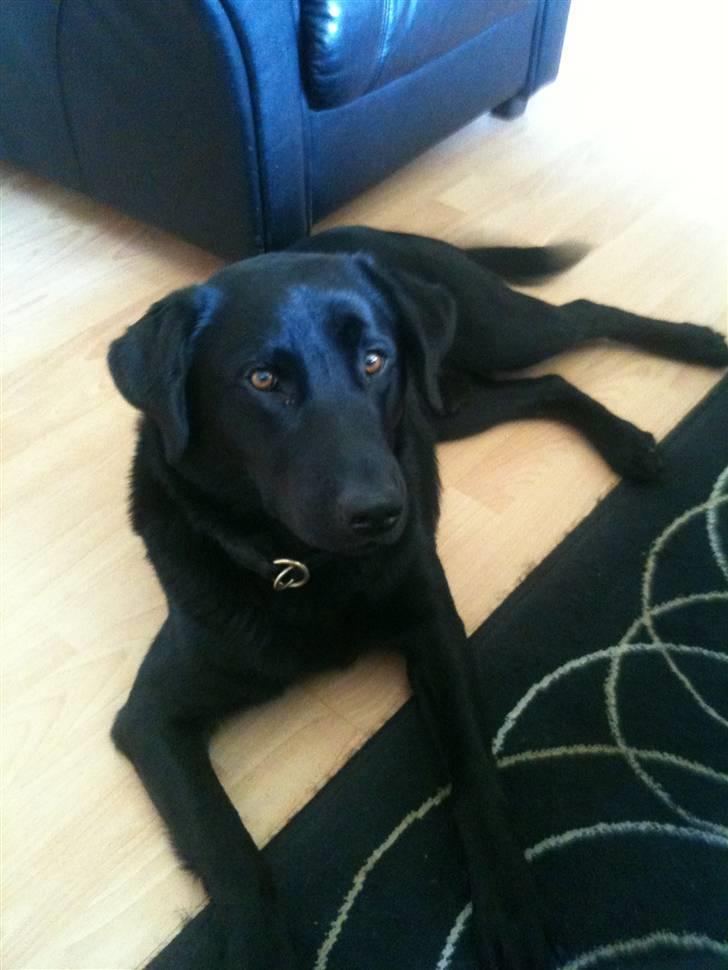Labrador retriever Thor billede 14