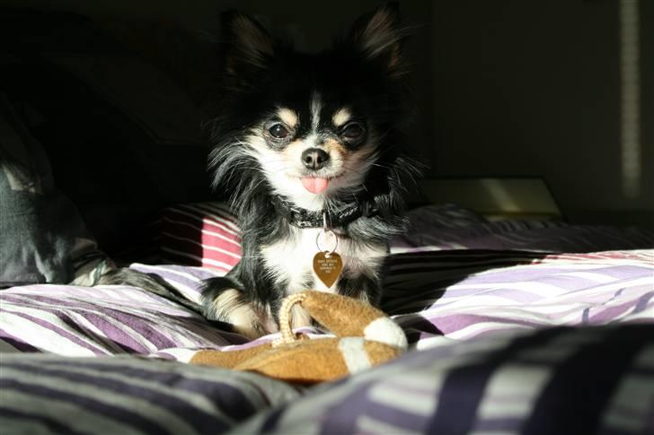 Chihuahua Jolene billede 1