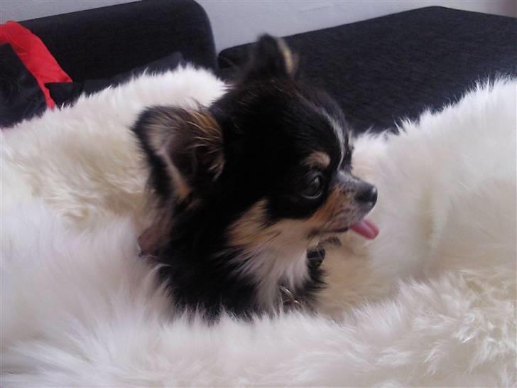 Chihuahua Jolene billede 2