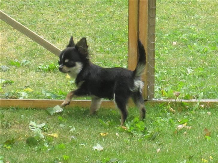 Chihuahua Jolene billede 3