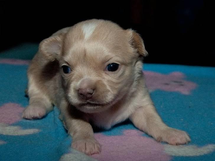 Chihuahua Chiboel's Dancing Joey - 3 uger billede 10