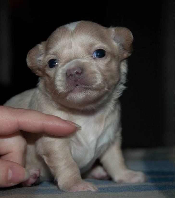 Chihuahua Chiboel's Dancing Joey - 2 uger billede 11