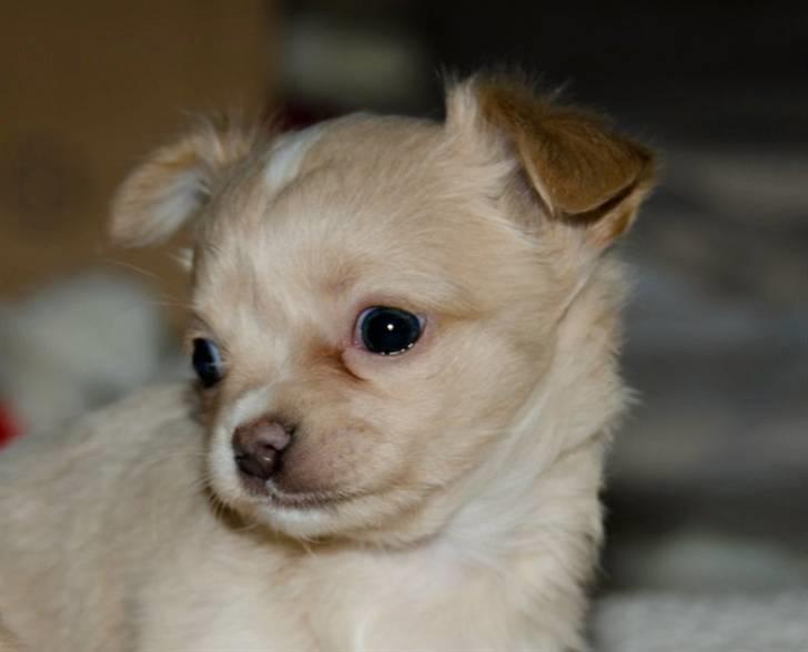 Chihuahua Chiboel's Dancing Joey - 5 uger billede 9