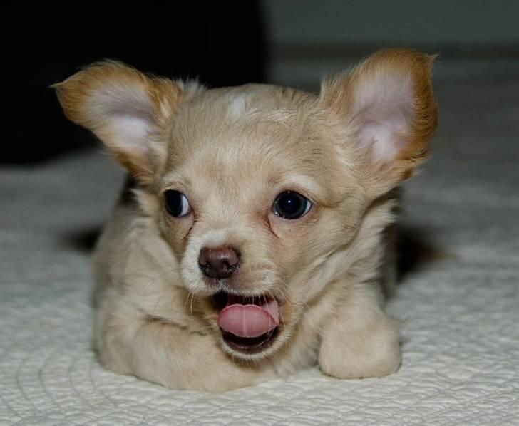 Chihuahua Chiboel's Dancing Joey - 8 uger billede 8