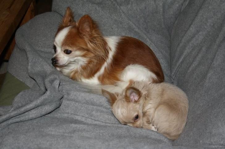 Chihuahua Chiboel's Dancing Joey - 10 uger billede 7