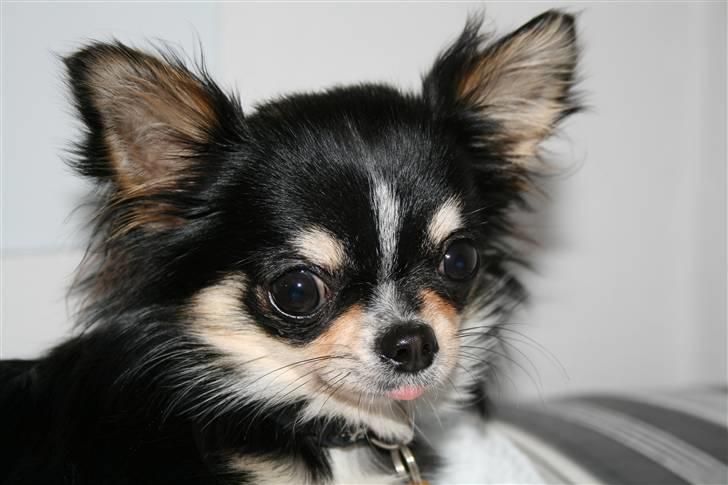 Chihuahua Jolene billede 4