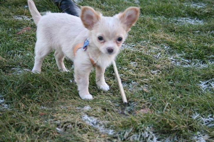 Chihuahua Chiboel's Dancing Joey - 13 uger billede 6