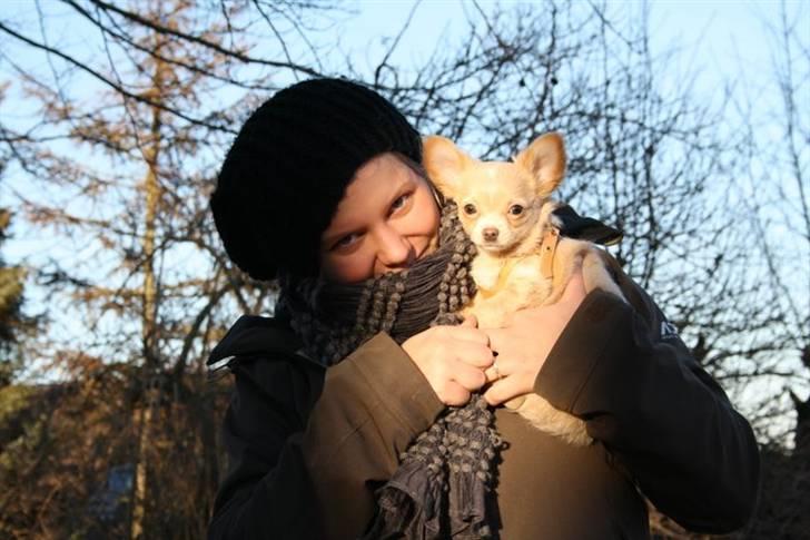 Chihuahua Chiboel's Dancing Joey - 13 uger billede 4