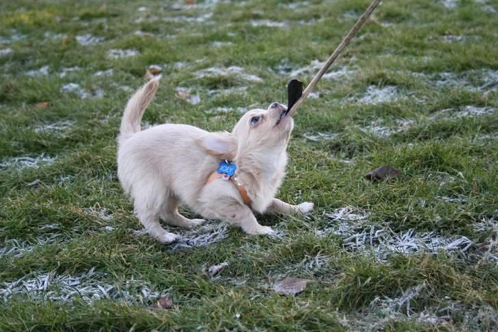 Chihuahua Chiboel's Dancing Joey - 13 uger billede 5