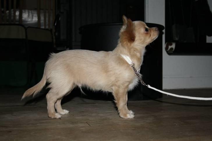 Chihuahua Chiboel's Dancing Joey - 15 uger billede 2