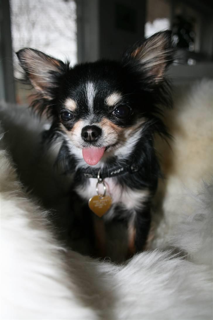 Chihuahua Jolene billede 5