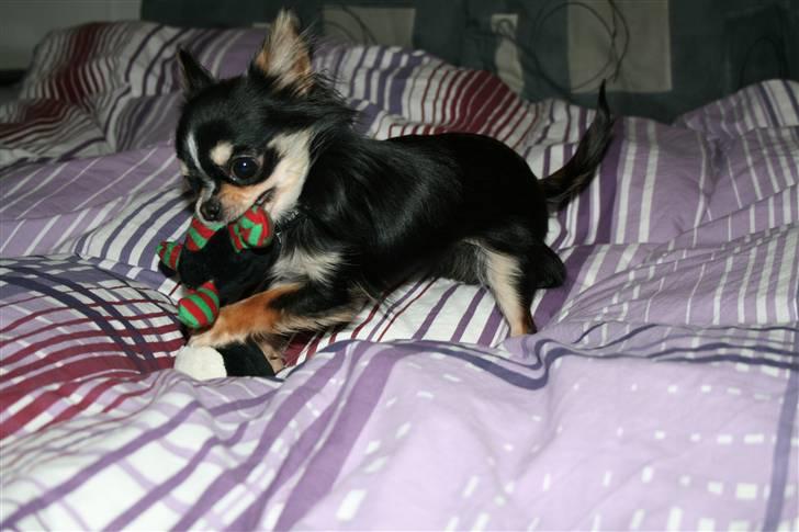 Chihuahua Jolene billede 6