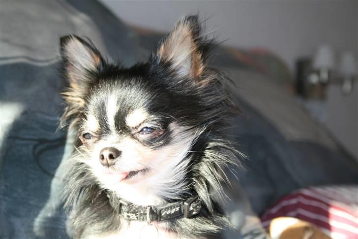 Chihuahua Jolene billede 7