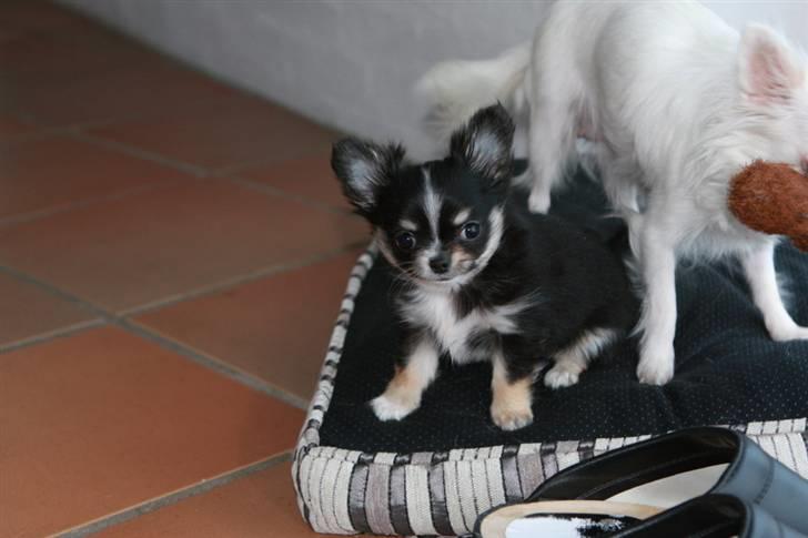 Chihuahua Jolene billede 8