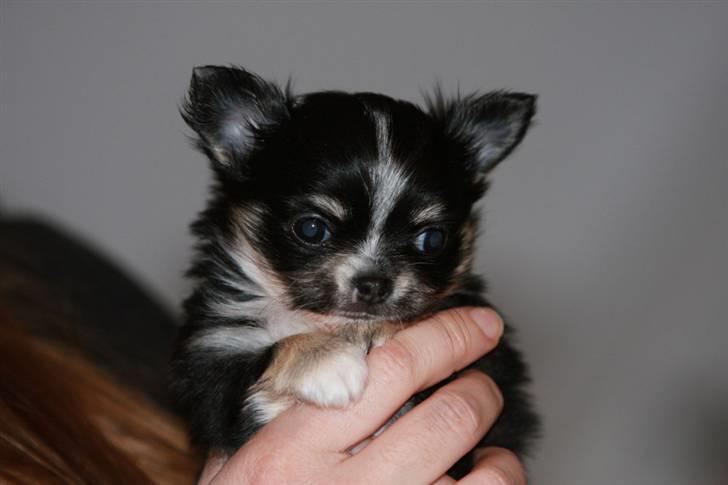 Chihuahua Jolene billede 9