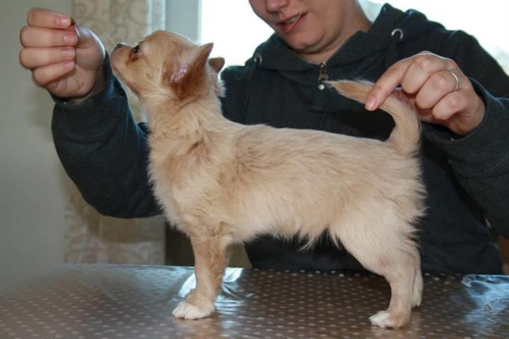 Chihuahua Chiboel's Dancing Joey - 13 uger billede 3