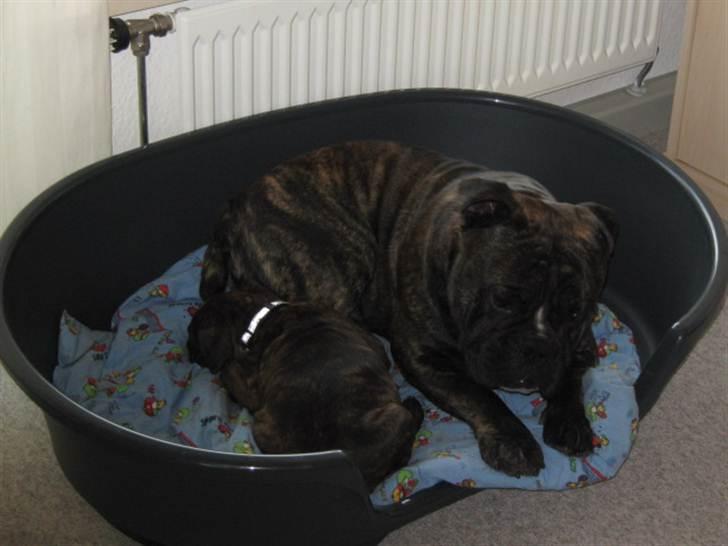 Olde english bulldogge Bølle billede 18