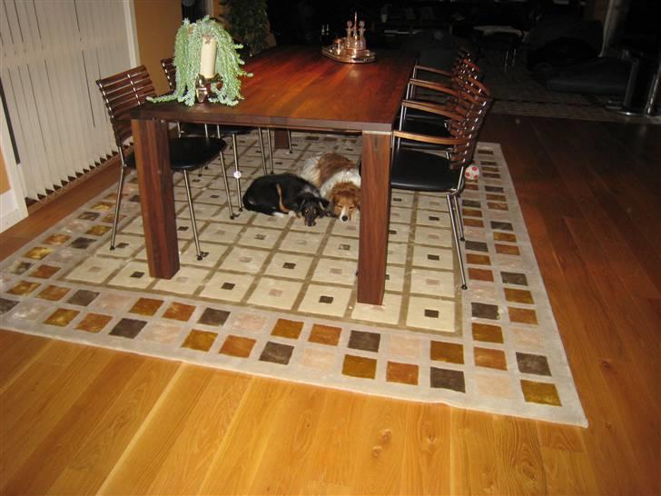 Kooikerhondje Mickey billede 17