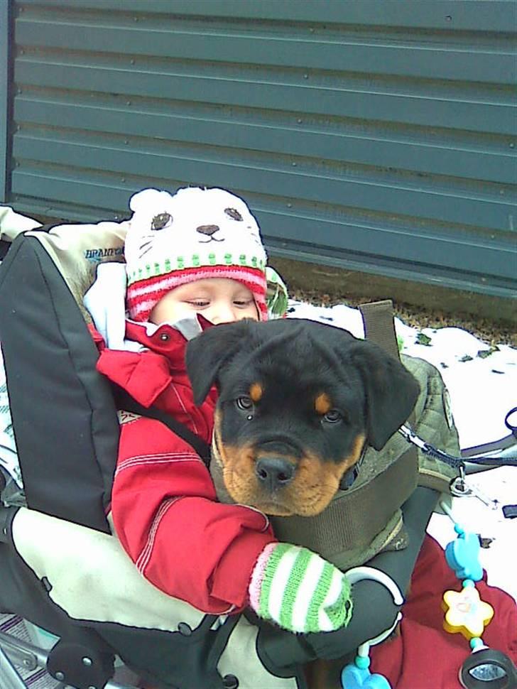 Rottweiler Louis - Godt med et lift, når de små ben bliver trætte 10 uger billede 6