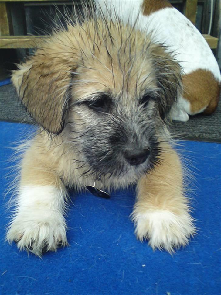 Blanding af racer Cody billede 1