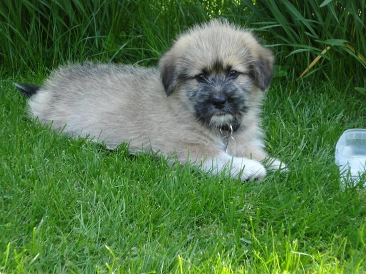 Blanding af racer Cody billede 2