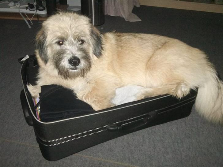 Blanding af racer Cody billede 3