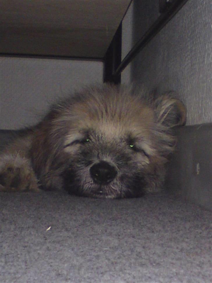 Blanding af racer Cody billede 4