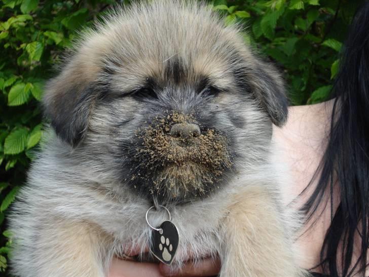 Blanding af racer Cody billede 5