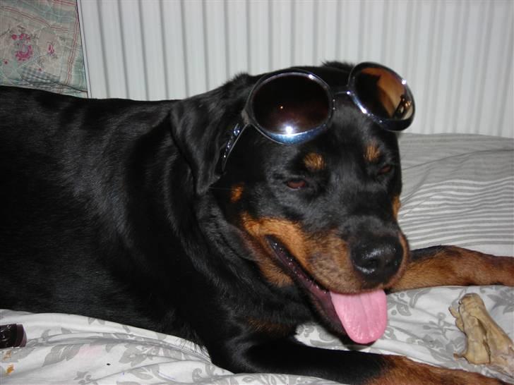 Rottweiler Nugga Chitta Hartmann billede 8